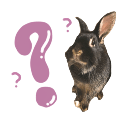 ピノちゃんメッセージ