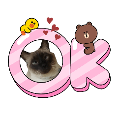 猫ちゃんかわいい