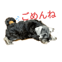 ミニチュアシュナウザーまめ太のごあいさつ