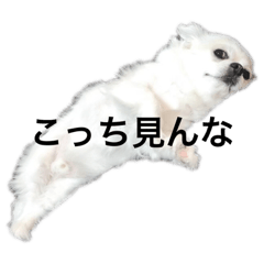 うちの子のちょっと偉そうなスタンプ