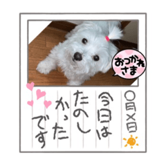 マルの可愛いしぐさ