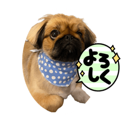 ペキニーズのちくわとがんも1