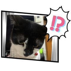 うちのにゃんこさん！