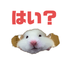 ひまわりの気持ちを勝手に汲み取ってみた