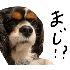 キャバリアloveスタンプ