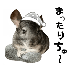 チンチラのポコでちゅ♪