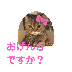 日常言葉 かわいい猫スタンプ
