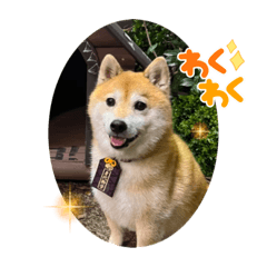 柴犬　豆三郎スタンプ