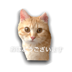 ミヌエット猫もも♀