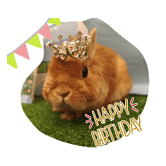 可愛いうさぎのエルヴィン４