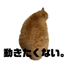 めんめんとにぼし