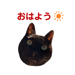 愉快なニャンズ四人組