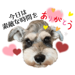 シュナウザー竹千代のおデートスタンプ