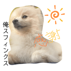 ポメラニアンの豊作