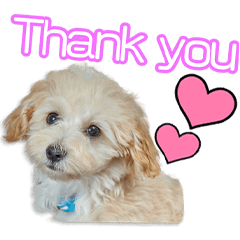 下田家のジルちゃん