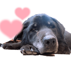 ぷりんちゃんU・ω・U