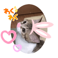 ニャンズ団寿々花バージョン