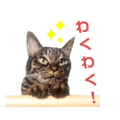 シンプル？猫すたんぷ