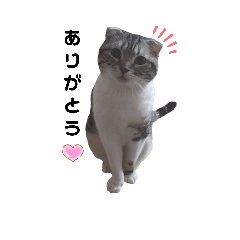 もも大好き芸人