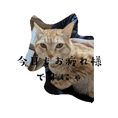 日常的なトラ柄猫