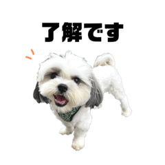 マルシーズー獅子丸 使いやすいスタンプ2