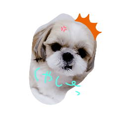 シーズーのくるうみぃ　会話パターン①