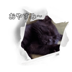 くろのけのにゃんこスタンプ