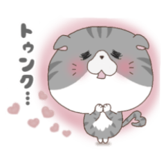 顔がデカいネコ(スコティッシュフォールド)