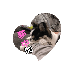 俺の癒しはこの子たち！！チワワ編