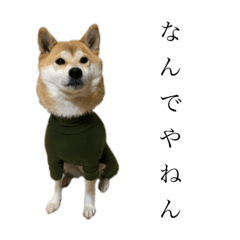 柴犬(豆柴)ぽんずちゃん