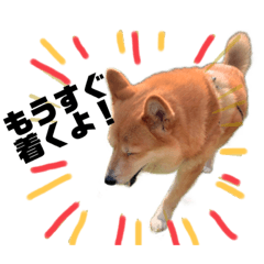 ちょこたろスタンプ