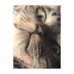 保護猫のむぎスタンプ