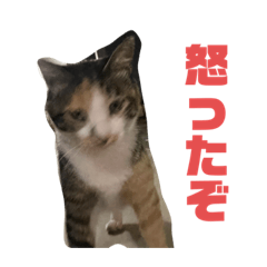 でぶねこにゃん