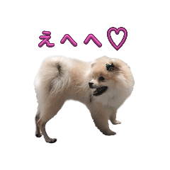 リアルDog ポメラニアン レン