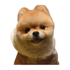 ポメラニアンのぷりん②