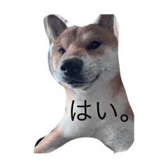 柴犬のそらくん