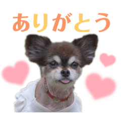 まいにちマロン２