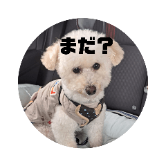 てんてんの日常　てんてん