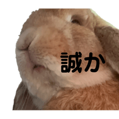 らてまるの生活