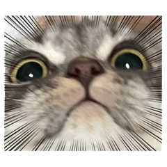 ももてゃんきゃわわわ！