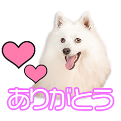 本島家の愛子ちゃん