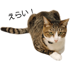 癒し日和の猫達(3)