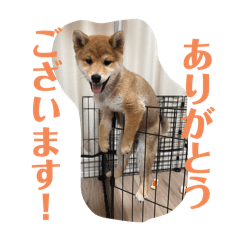 柴犬つづみ★日常会話