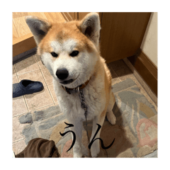 秋田犬のむっちゃんパート5