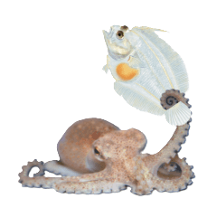 栽培漁業の生き物たち