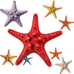 ヒトデ　実写　スタンプ