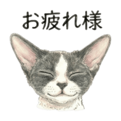 大きな耳のハチワレ猫さん