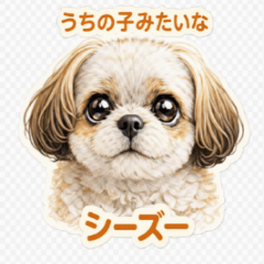 うちの子みたいなシーズー