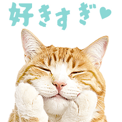 好きすぎて愛★きゅん4★デブ猫の逆襲★