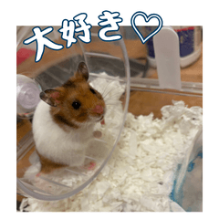 日常のハムちゃん